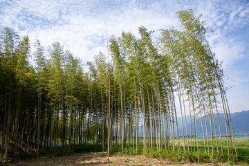 Beautiful korean bamboo forest road
