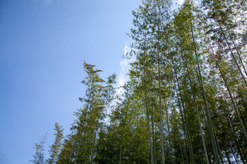 Beautiful korean bamboo forest road

