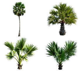 Group Sugar palm of  tree isolated on the white background. The collection Sugar palm of trees.