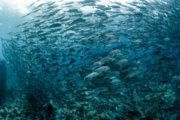 A school of bigeye trevally