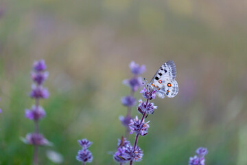 Female Apollo Butterfly, Parnassius apollo