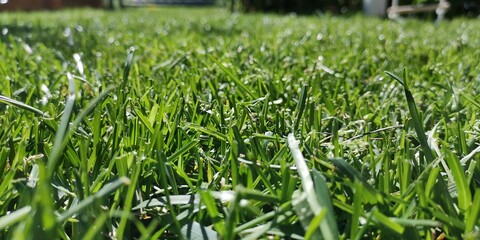 green grass background