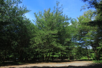 trees in the park