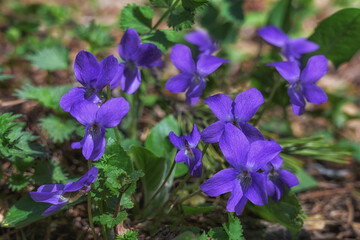 Group of blue forest violets in spring, close-up. Blooming violets with fresh green foliage in the forest. Spring early flowers. Spring forest flowers in blue 