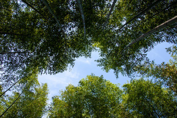 Beautiful korean bamboo forest road
