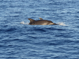 Wild Bottlenose Dolphins (Tursiops Truncatus) swimming in the blue waters of Madeira, Portugal, dolphin watching