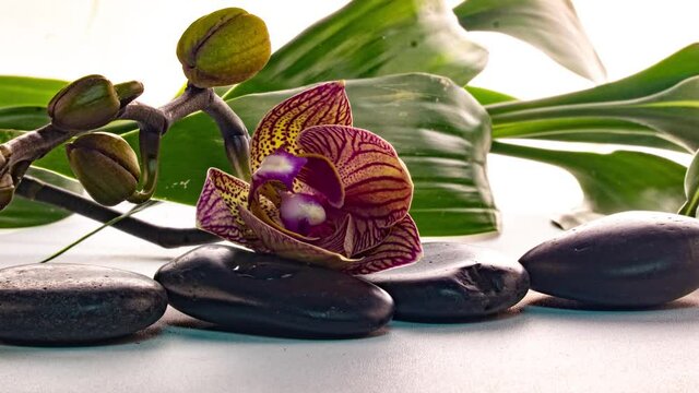 Orchid blooms near stones with reflection in water, time lapse, macro photography, spa concept, zen