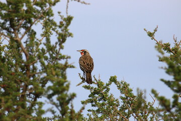 Aves posando en la Cueva de los Leones en la zona de Bahia Blanca