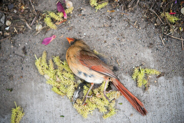 lifeless female Northern cardinal (cardinalidae - cardinalis cardinalis) on pavement or sidewalk 