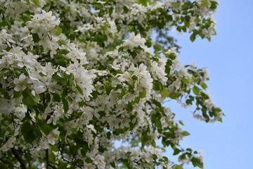apple flower