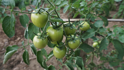 green tomato on a tree