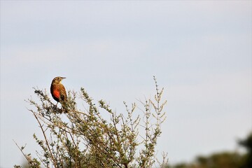 Aves posando en la Cueva de los Leones en la zona de Bahia Blanca