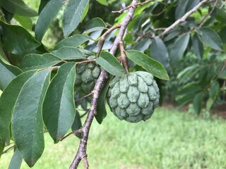 Annona sylvatica