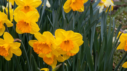 Obraz premium kleine gelbe Blumen 