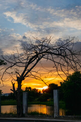 silhouette style of tree with fence a front of golf court and beautiful sunset background