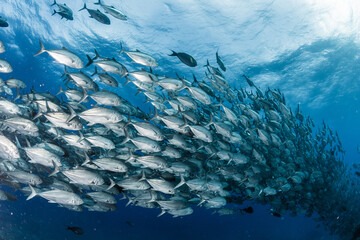 A school of bigeye trevally © divedog