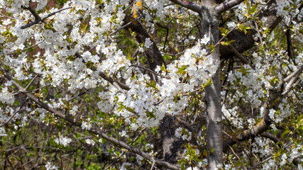 kleine weiße Kirschblüten 