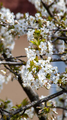 kleine weiße Kirschblüten 