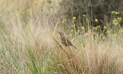 Aves posando en la Cueva de los Leones en la zona de Bahia Blanca