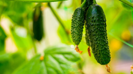 young cucumbers on a bush in a greenhouse