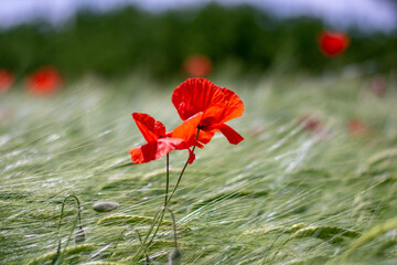 Fiore rosso di papavero in un campo di erba verde - obrazy, fototapety, plakaty