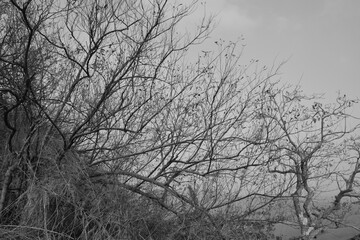 Dead plants and trees with no leaves and life, black and white composition depicting dying nature and the polluted environment