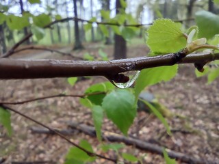 Regentropfen an einer Astsenke.