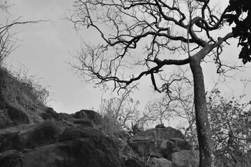 Climate change is for real, a minimal monochrome image with no leaves and dying each day with increase in pollution