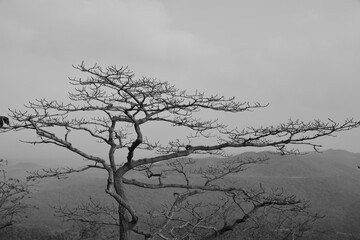 Climate change is for real, a minimal monochrome image with no leaves and dying each day with increase in pollution