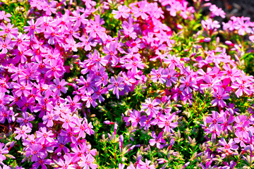 Fototapeta premium A background of many small pink and purple flowers. Solid background.