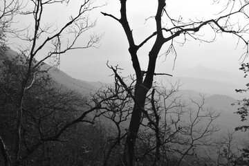 Dead trees monochromatic composition depicting dead nature