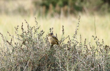 Aves posando en la Cueva de los Leones en la zona de Bahia Blanca