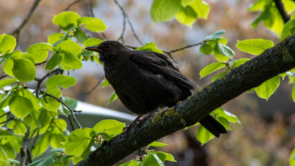 kleiner aufgeregter Vogel 