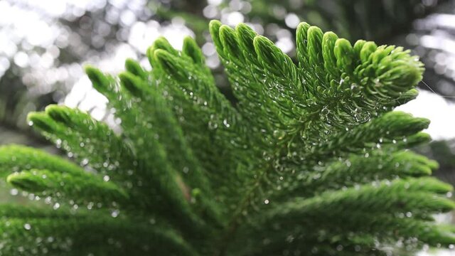 selective focus clip. Green pine tree leaves, with blurred background. close up shot