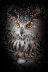  Owl with clear eyes and an angry look  is a large predatory owl. Dark, black background