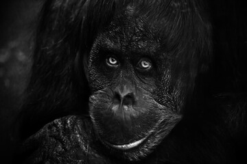 Smart face orangutan close up. Dark, black background