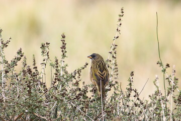 Aves posando en la Cueva de los Leones en la zona de Bahia Blanca