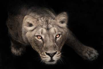  female lioness from the bottom up, the eyes languid brown-ebony look fixed on the viewer, Dark, black background - obrazy, fototapety, plakaty