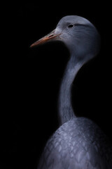  crane graceful bird close up, thin long neck, beautiful head on a blurred background. Dark, black background