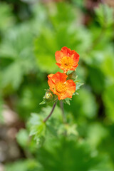 Obraz na płótnie Canvas Close up of a dwarf orange avens flower ( Geum coccineum). Shallow depth of field