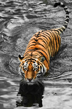 ginger striatum, tail and blue water. young  tiger with expressive eyes contrasting black water red wool