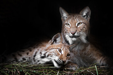  Cat and kitten. lynxes  calmly rest  from laziness, but the look is a sly, dark background. Dark, black background