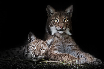 Cat and kitten. calmly rest  from laziness, but the look is a sly, dark background.
