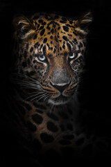 leopard (Far Eastern leopard) close-up, an attentive look of a predatory cat. Dark, black background