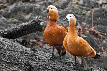 a married couple are sitting on a tree, beautiful bright ogar ducks  in early spring.