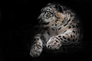 Powerful  predatory cat snow leopard sits on a rock close-up. Dark, black background.
