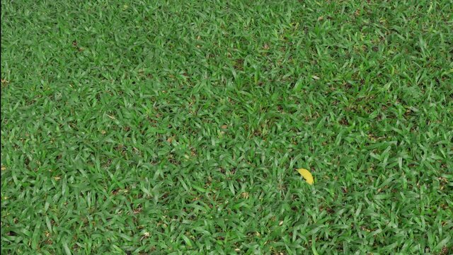 Gardener pruning a dry leaf palm in backyard