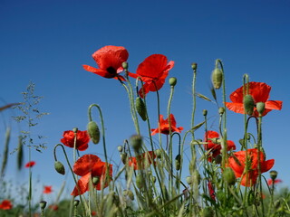 Field full of poppies flowers with sky background