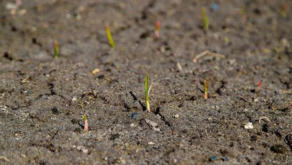 Cracked, scorched earth after drought. selective focus