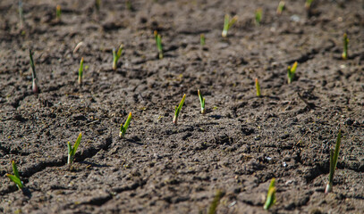 Cracked, scorched earth after drought. selective focus